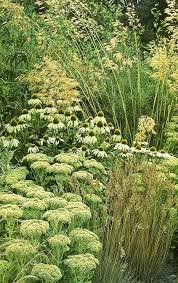 Greenongreen Planting Combination Stipa Gigantea Echinacea White Swan And Sedum In 2020 Bepflanzung Pflanzen Garten