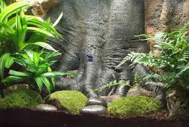 Terrarium Buy Super Realistic 3d Terrarium Background Business Opportunities Reptile Tank Background Terrarium