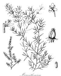 Image result for Linderniella wilmsii