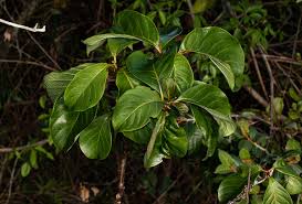 Image result for Hymenodictyon