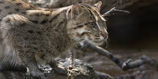 ‪Fishing cat | Smithsonian's National Zoo and Conservation Biology Institute‬‏