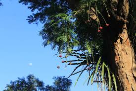 Image result for Parkia