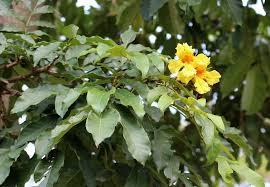 Image result for Markhamia lutea