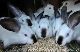 Maybe you would like to learn more about one of these? Breeding Meat Rabbits 101 The Imperfectly Happy Home