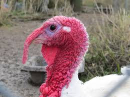 A relaxed tom usually maintains white, light blue and red shades while one that is worked up will have a head full of blood that will be dark red. Tanundra The Turkey Dot Knows Elleturner4