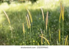 Image result for Cenchrus purpureus