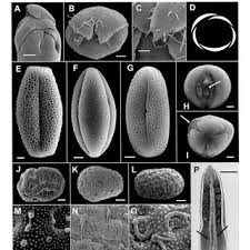Image result for Stemodiopsis buchananii