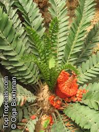 Image result for Encephalartos