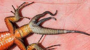 Dianggap Bisa Membawa Keberuntungan Dan Dihargai Jutaan Rupiah Bagaimana Kadal Bisa Miliki 3 Ekor Serambinews Com