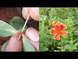 Image result for Portulaca centrali-africana