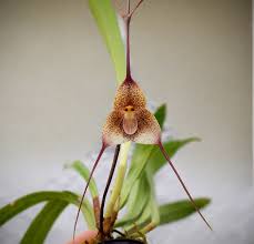 Image result for Impatiens keilii