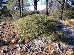 Image result for Corchorus confusus