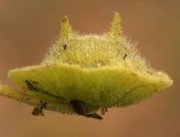 Image result for Dicerocaryum eriocarpum