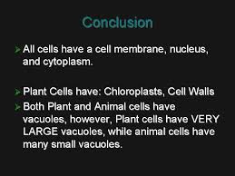 Maybe you would like to learn more about one of these? Plants Vs Animal Cells All Cells All Cells