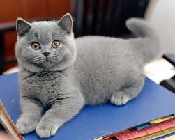 Munchkin Cat Cats British Shorthair