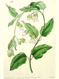 Image result for Xysmalobium sessile