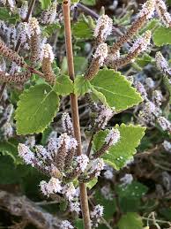 Image result for Tetradenia