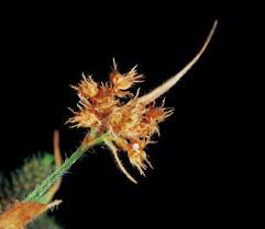 Image result for Fuirena ciliaris