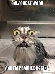 Only One At Work And I M Prairie Dogging Cat Bath Make A Meme
