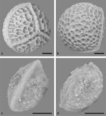 Image result for Isoetes schweinfurthii