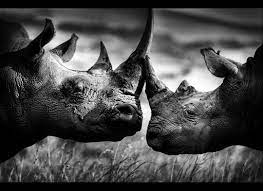 Stunning Black And White Photos Capture Wild Animals At Their Most Dramatic Moments Animals Black And White Wildlife Photos Animals