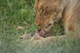 Image result for Tricliceras mossambicense