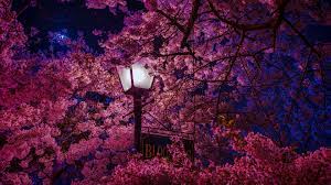 You're welcome to embed this image in your website/blog! Sakura Tree At Night 4k Ultra Hd Wallpaper Background Image 3840x2160