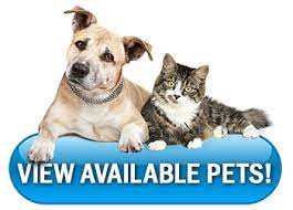 Spca puppies for adoption near me. Adoptions Office Of Animal Services