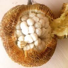 Maybe you would like to learn more about one of these? Marang Philippine Fruit Photos
