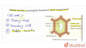 Check spelling or type a new query. Middle Lamella Is Principally Formed Of Which Component Youtube