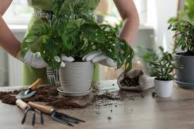Here's The Best Pot For Monstera Plants + 4 Types to Avoid