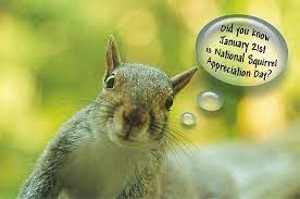 National Squirrel Appreciation Day January 21st Squirrel Appreciation Day Squirrel Funny Squirrel
