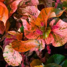Image result for Acalypha manniana