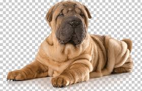 See more ideas about shar pei, shar pei dog, chinese shar pei. Mini Shar Pei Puppy The Chinese Shar Pei Dog Breed Png Clipart American Kennel Club Animals