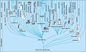 Phylogeny Of Animals Phylogenetic Tree Science Nature Biology