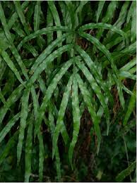 Image result for Pteris cretica