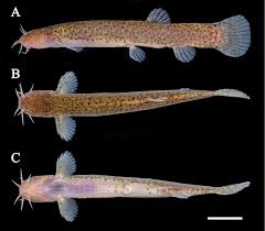 Image result for Tristachya lualabaensis