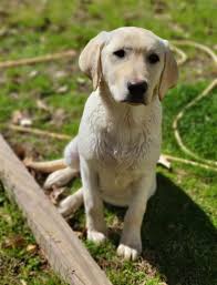 Lost Lab Dog in Livingston Parish near Dunn Road and Netterville Road