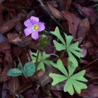 Image result for Oxalidaceae