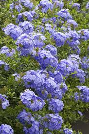 Image result for Plumbago ituriensis
