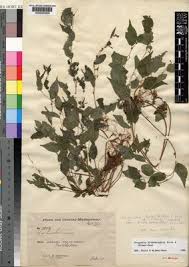 Image result for Droguetia iners