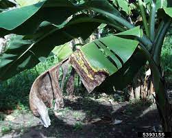 Check spelling or type a new query. Banana Tree Problems What To Do About Banana Tree Insects And Diseases
