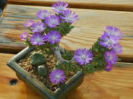 Image result for Dipcadi marlothii