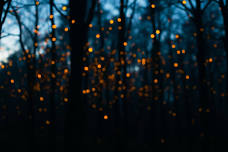 MBF Thursday June 11, 2026 Firefly Viewing