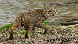 *wild populations of jaguarundi are believed to be currently extirpated from texas. Wild Cats Bob Cat Texas Hill Country