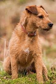 Jes Lakeland Terrier Lakeland Terrier Puppies Lakeland Terrier Terrier