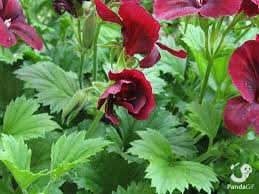 Beautiful flowers this is quite good. Great Beautiful Blooming Flower Gifs On Pandagif Best Beautiful Blooming Flower Gifs