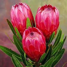 Image result for Protea rupestris