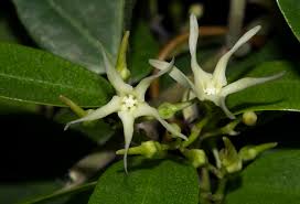 Image result for Cryptolepis apiculata