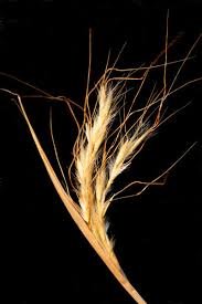 Image result for Andropogon chinensis